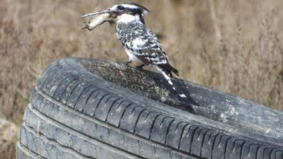 Samandağ ilçesinde, alaca yalıçapkınının avladığı balıkla yaşadığı zor anlar, kuş