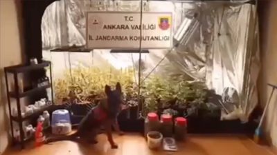 Bakan Yerlikaya, 81 ilde eş zamanlı düzenlenen “Narkoçelik-13” operasyonlarında 451