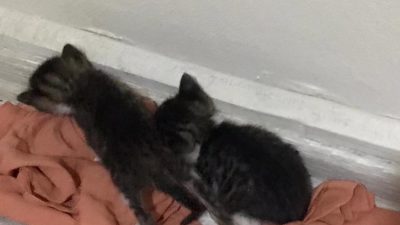 Hatay Büyükşehir Belediyesi’ne bağlı itfaiye daire başkanlığı, bazen beklenmedik durumlara