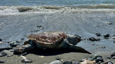 Hatay’ın Dörtyol ilçesi sahilinde, ölü caretta caretta bulundu. Yeşilköy Mahallesi