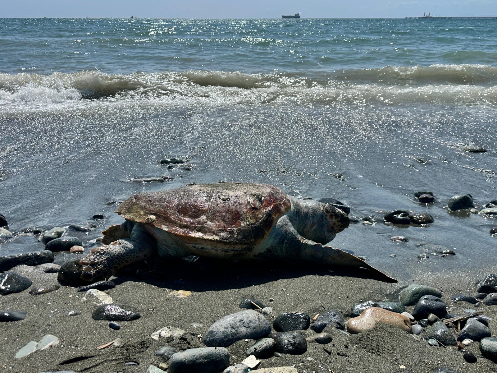 Sahilde ölü caretta caretta bulundu