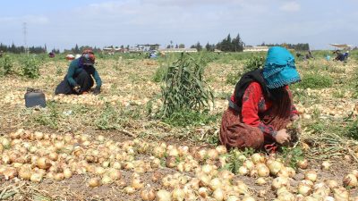 Hatay’ın Reyhanlı ilçesinde bereketli Amik Ovası’nda soğan hasadı başladı. Sıcak