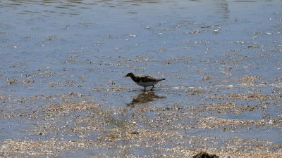 İklim değişikliğinin olumsuz etkilerine karşı bilim insanları, sulak alanların korunmasını