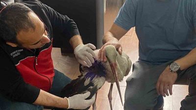 Hatay’ın Samandağ ilçesinde bir vatandaş tarafından bulunan yaralı leylek, ilçe