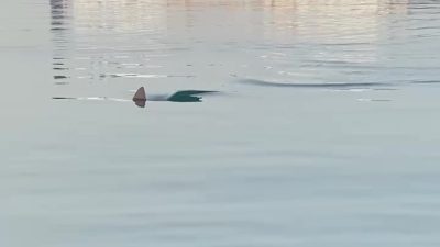 Hatay’ın İskenderun körfezinde amatör balıkçı İshak Beyaz’ın köpek balığına rastladığı