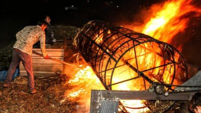 Hatay’ın lezzet hazinelerinden biri olan firik üretiminde, Tanışma Mahallesi çiftçileri