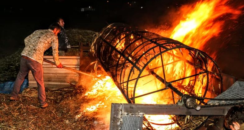 Hatay’ın lezzet hazinelerinden biri olan firik üretiminde, Tanışma Mahallesi çiftçileri