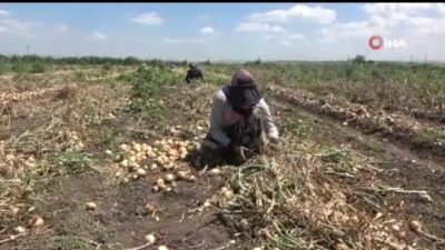 Şanlıurfa’dan Hatay’ın Kumlu ilçesine gelen mevsimlik işçiler, günde çift vardiya