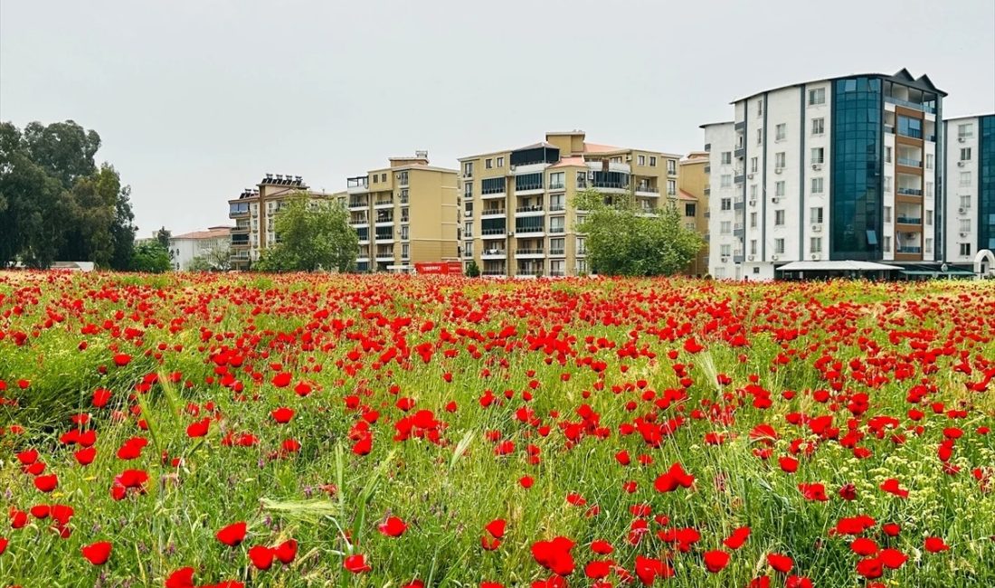 Hatay’ın Dörtyol ilçesinde fotoğraf