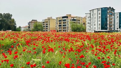 Hatay’ın Dörtyol ilçesinde fotoğraf tutkunları, tarlaları renklendiren gelincik çiçeklerini görüntüledi.