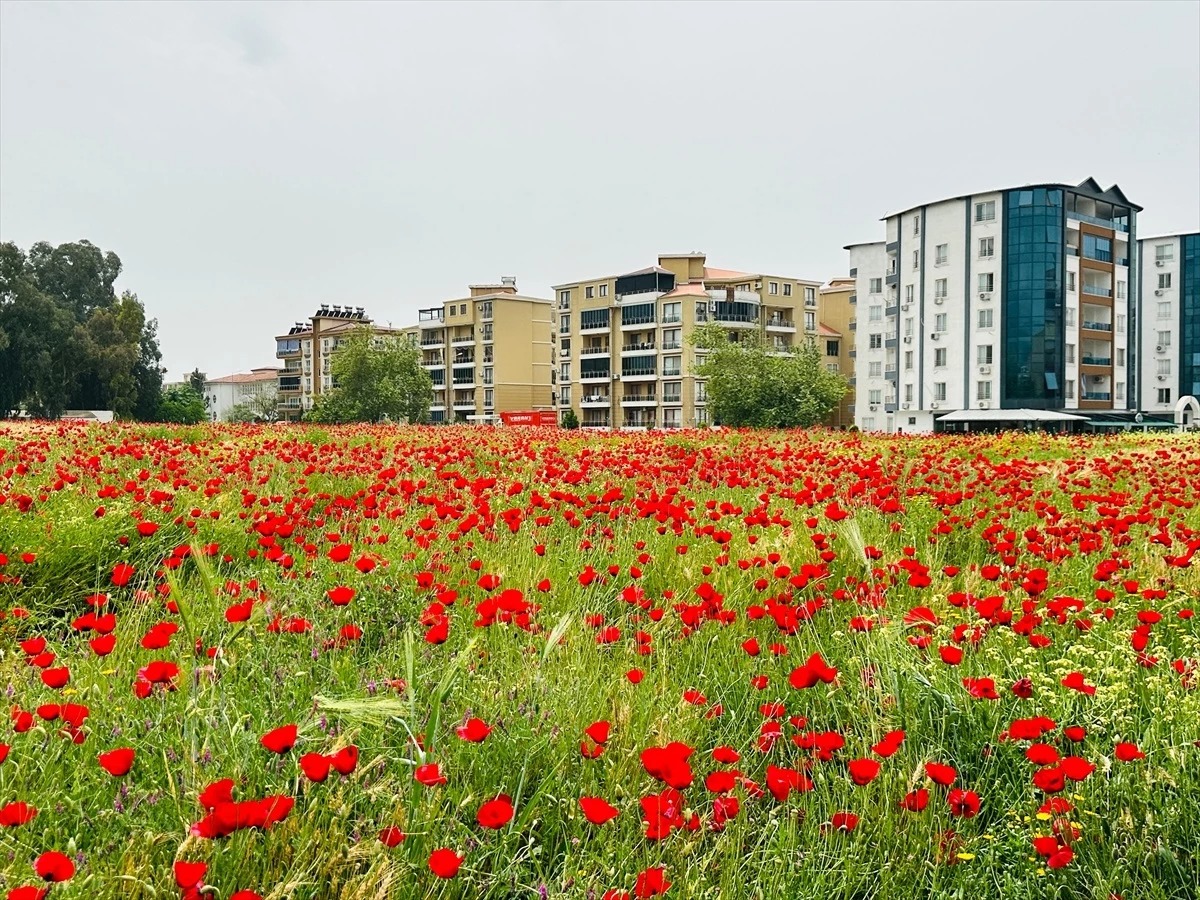 Gelincik Tarlaları Fotoğraf Tutkunlarını Büyüledi