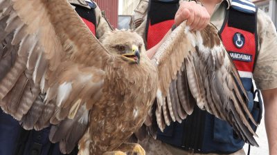 Hatay’ın Samandağ ilçesinde, jandarma ekiplerince bulunan yaralı kartalın tedavisine başlandı.