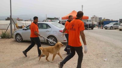 Hatay’ın Defne ilçesinde meydana gelen kuduz vakasının ardından bölgeden toplanan
