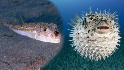 Türk deniz sularında özellikle Akdeniz ve Ege bölgelerinde sıkça görülen