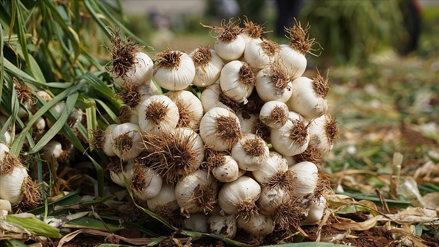 Gastronomi kentinde yemeklerin lezzetli