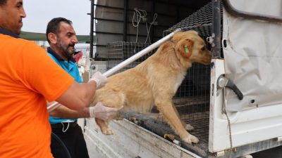 Hatay’ın Defne ilçesinde görülen ve bölge halkında tedirginliğe neden olan