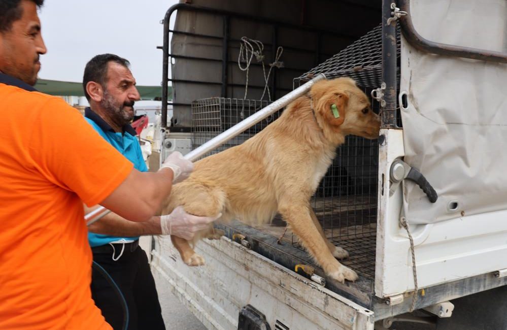 Hatay’ın Defne ilçesinde görülen