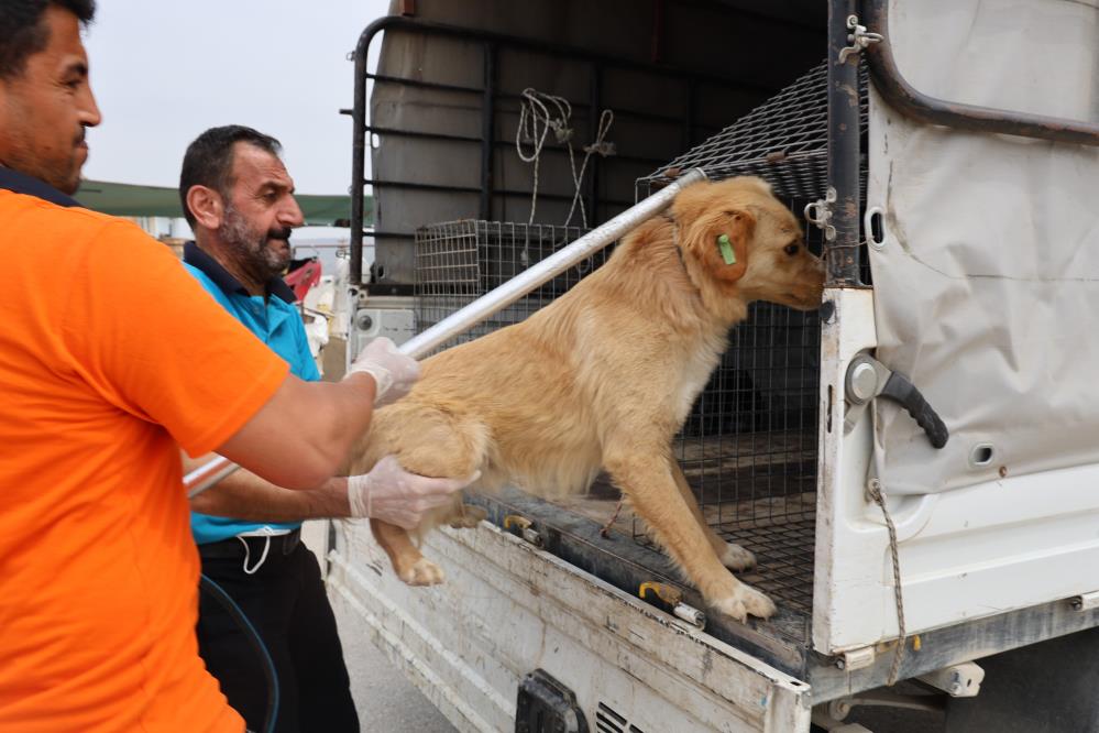 Kuduz Hastalığıyla Mücadelede Veteriner Uyarıları