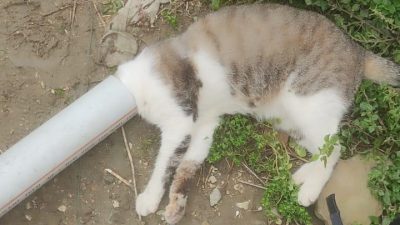 Hatay’ın Samandağ ilçesinin Çiğdede Mahallesi’nde yaşanan olayda, bir kedinin boruya
