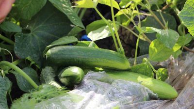 Hatay’ın bereketli topraklarında açık alanda yetişen salatalıkta hasat başladı. Tarlada