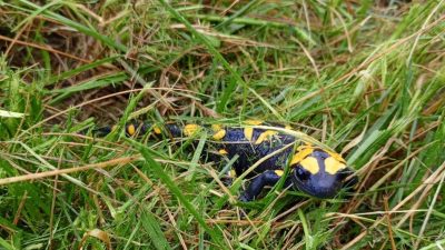 Hatay’ın Belen ilçesinde “Türk semenderi” olarak da bilinen nesli tehlike