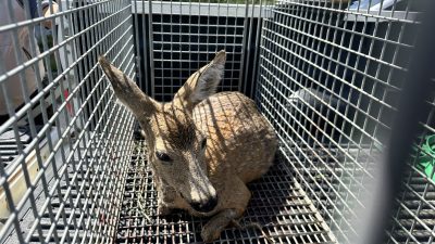 Hatay’ın Dörtyol ilçesinde yaralanarak bariyerlerin altına sıkışan yavru karacanın kurtarılma