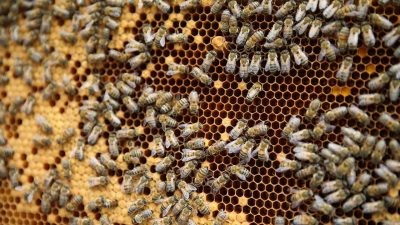 Tarım ve Orman Bakanı İbrahim Yumaklı, Türkiye Arıcılık Haritası'nın 2023