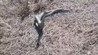 Türkiye’deki en zehirli yılan olarak bilinen 2 koca engereğin çiftleşme