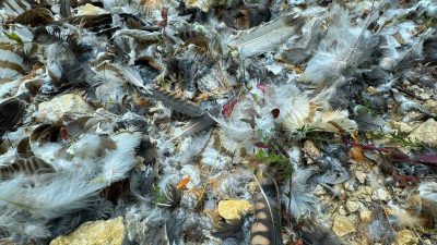 Hatay’ın çeşitli ilçelerinde yaşanan vahşetin boyutları gün yüzüne çıkıyor. Samandağ,