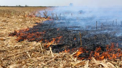 Hatay Tabiatı Koruma Derneği Yönetim Kurulu Başkanı Abdullah Öğünç, buğday