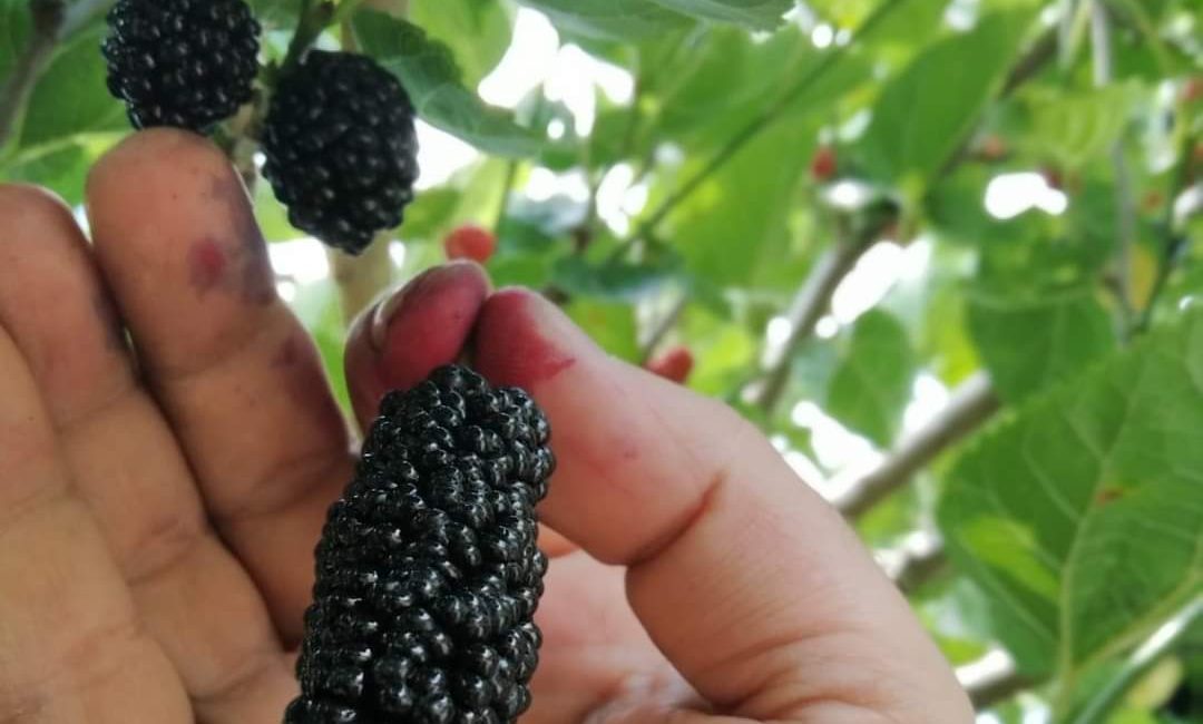 Hatay’da yaz mevsiminin yavaştan