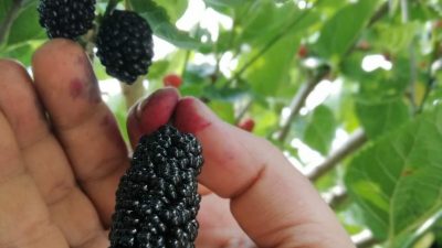 Hatay’da yaz mevsiminin yavaştan gelmesiyle hemen her evin bahçesinde bulunan