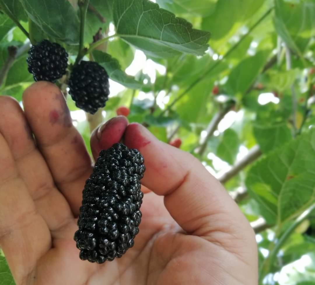 Hatay’ın Dutları bir başka lezzet