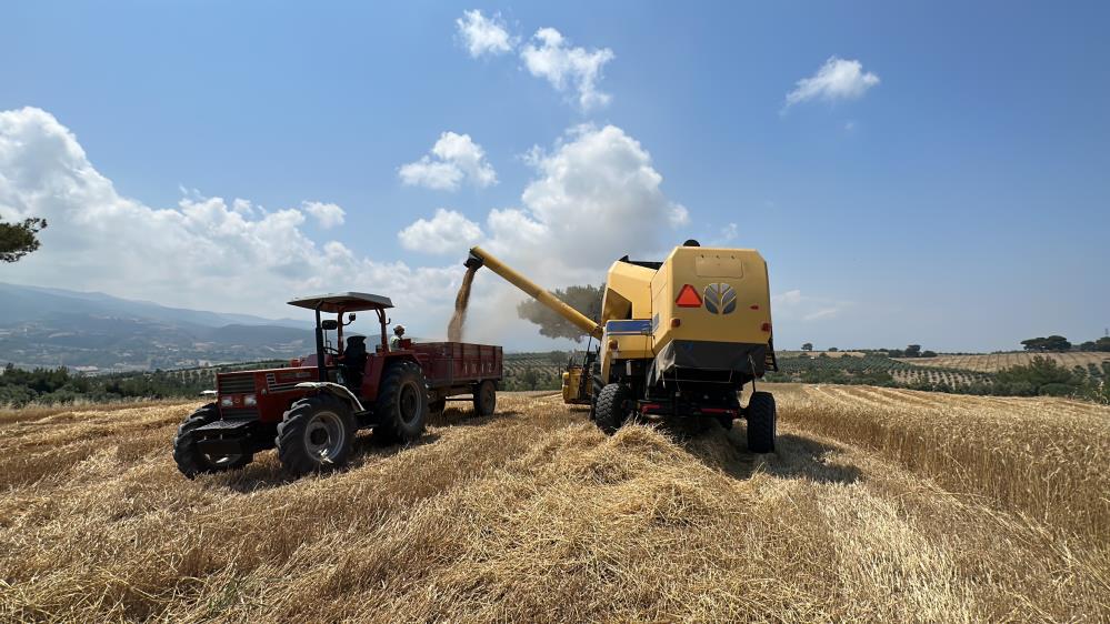 Hatay’da Buğday Hasadı Başladı