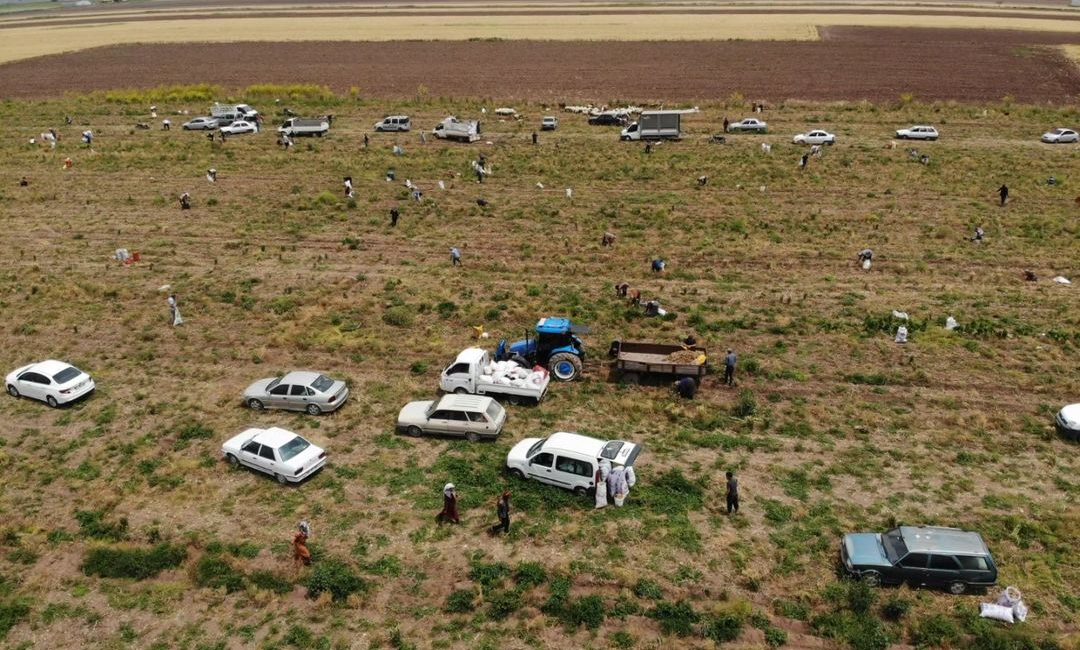 Hatay’ın Kumlu ilçesinde bir