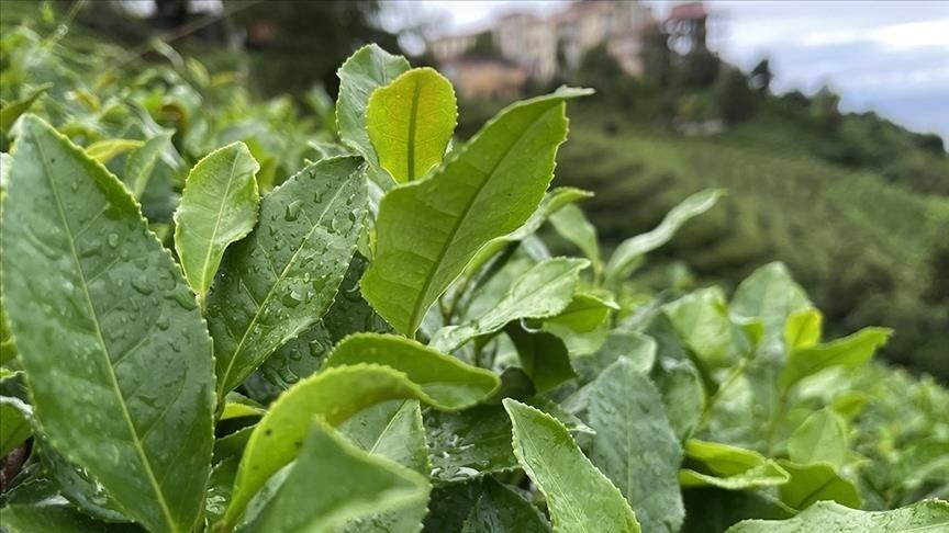 Türk çayının 4 aylık ihracatı 10,4 milyon dolar