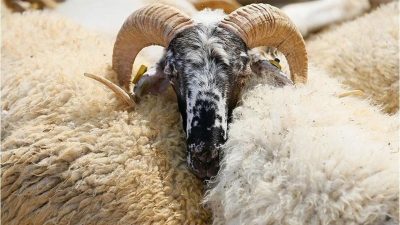 Yaklaşan Kurban Bayramı nedeniyle vatandaşların da en çok merak ettiği