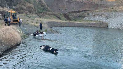 Hatay’ın Antakya ilçesinde gölete düşerek telef olan inek, itfaiye ekiplerinin