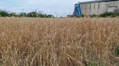 Hatay’da geçtiğimiz günlerde etkili olan kuvvetli yağış, hasat olgunluğuna erişen