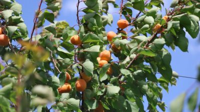 Hatay’ın bereketli topraklarında başlayan kayısı hasadıyla birlikte ürün tarladan 25