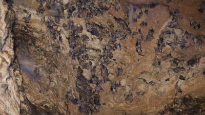 Hatay’ın Defne ilçesinde bulunan korku filmlerini aratmayan mağara, binlerce yarasaya