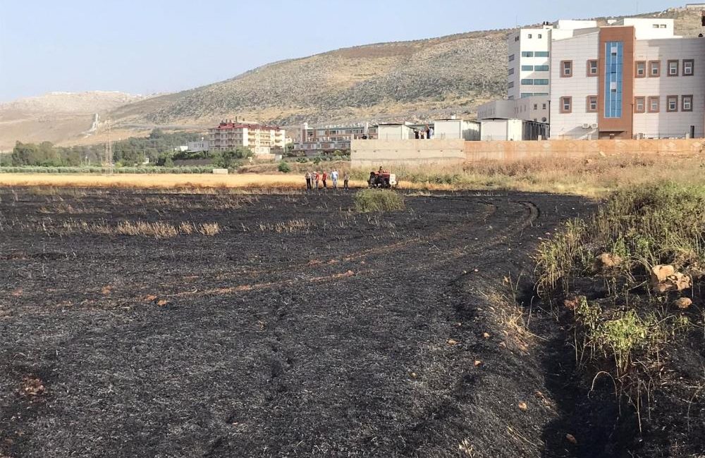 Hatay’ın Reyhanlı ilçesine bağlı Yenişehir Mahallesi’nde bulunan bir buğday tarlasında