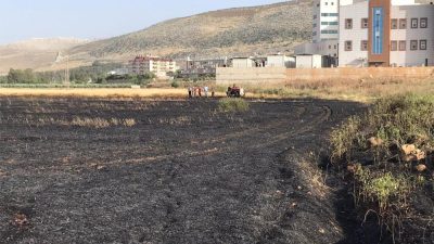 Hatay’ın Reyhanlı ilçesine bağlı Yenişehir Mahallesi’nde bulunan bir buğday tarlasında