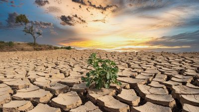 Uzmanlar, karasal biyoçeşitlilik kaybının yüzde 75’inin sürdürülebilir olmayan tarım ve