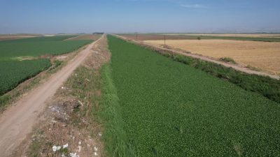 Hatay’da görünümüyle dikkat çeken ve boyları 1 metreyi bulan su