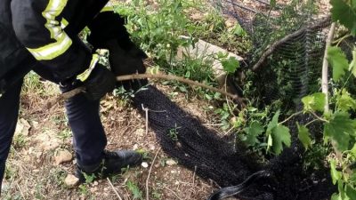 Yayladağ’ın Leylekli Mahallesi’nde yaşanan olağanüstü bir olayda, ağlara takılarak mahsur