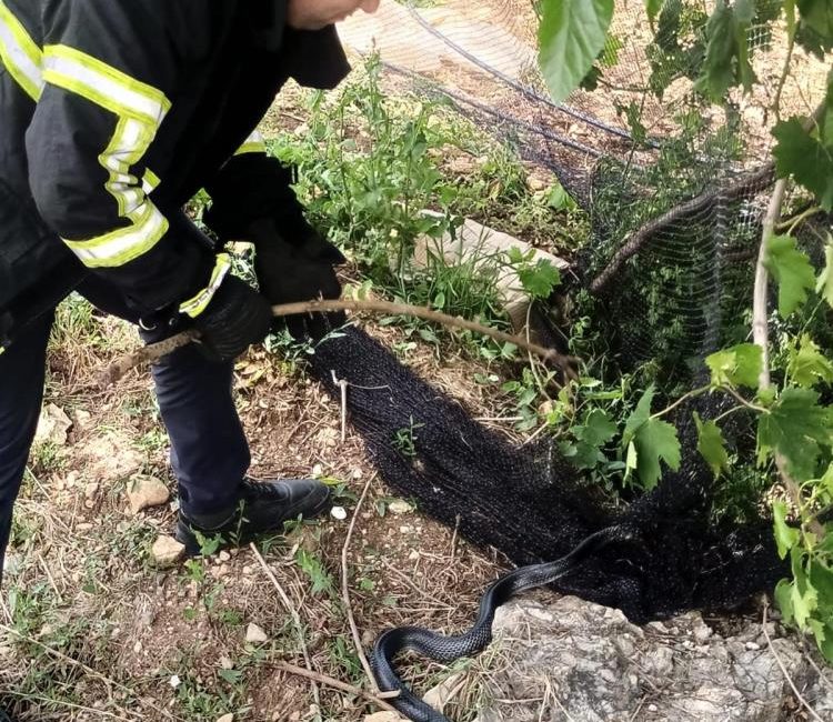 Yayladağ’ın Leylekli Mahallesi’nde yaşanan