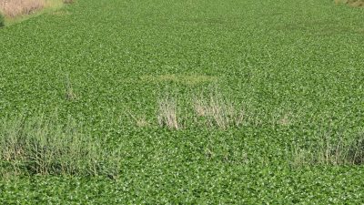 Hemen her yıl yaşanan ve nehir içinde yer alan canlı