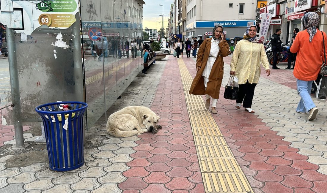 Hatay’ın Dörtyol ilçesinde sahipsiz