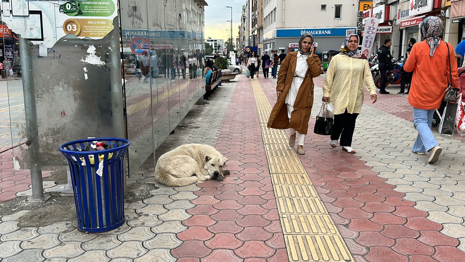 Sahipsiz köpekler, öğrencilere saldırdı